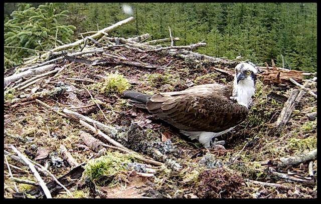 Osprey YA with the pairs first egg of the season, Kielder Water © Forestry Commission England, 2014