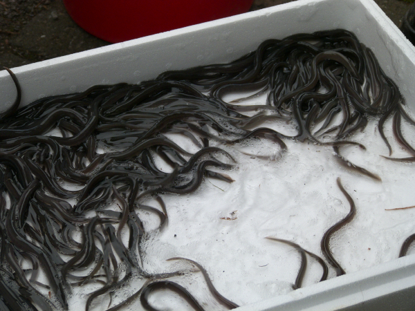 Elvers for translocation. 30th Sept. 2013.