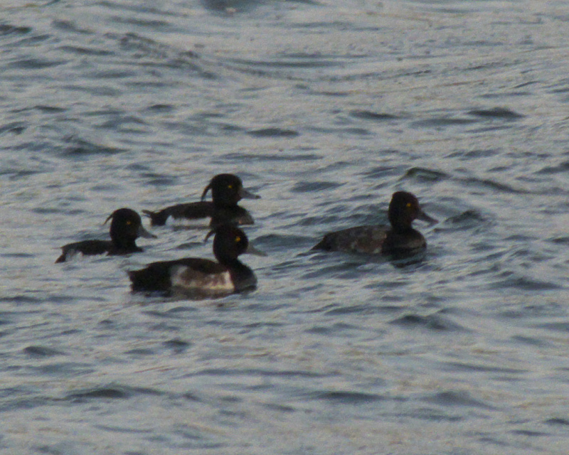 Lesser Scaup with Tufted Ducks, Ash Tree. 5th July 2014.