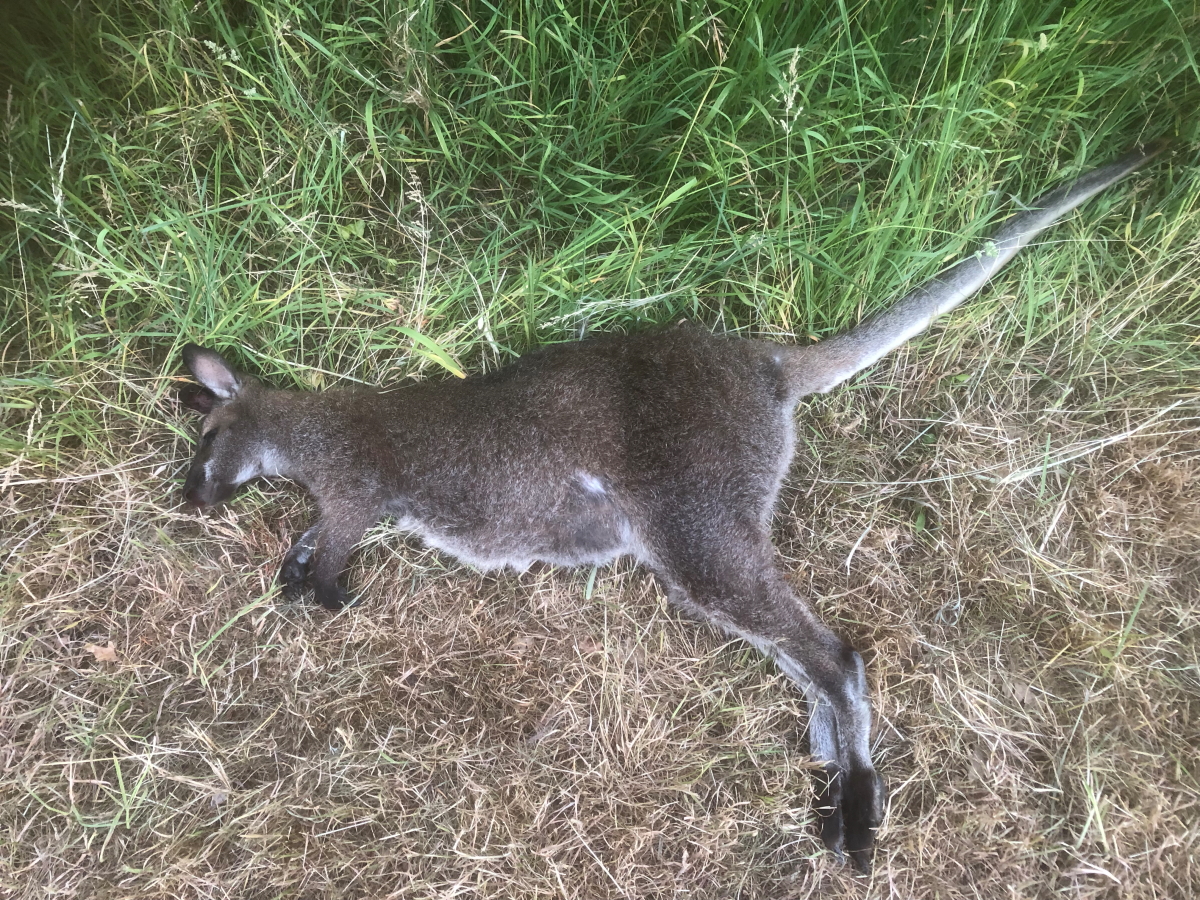 Male Red-necked Wallaby, RTA in Blagdon Lane. 14th June 2023.