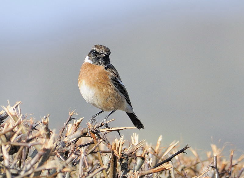 Male Stonechat, Holt Bay © Robin Williams, 2015